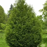 Thuja plicata 'Atrovirens' - Órias tuja