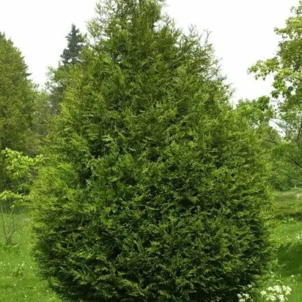 Thuja plicata 'Atrovirens' - Órias tuja