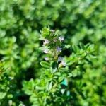 Thymus × citriodorus (Citromillatú kakukkfű)