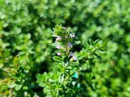 Thymus × citriodorus (Citromillatú kakukkfű)