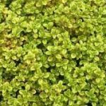 Thymus × citriodorus 'Archer's Gold' (Citromillatú kakukkfű)