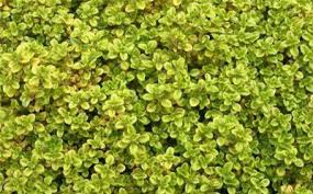 Thymus × citriodorus 'Archer's Gold' (Citromillatú kakukkfű)