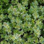 Thymus × citriodorus 'Doone Valley' (Citromillatú kakukkfű)