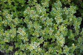 Thymus × citriodorus 'Doone Valley' (Citromillatú kakukkfű)
