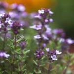 Thymus Vulgaris