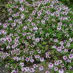 Thymus serphyllum 'Atropurpurea' (Mezei kakukkfű)