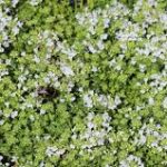 Thymus serphyllum Snowdrift
