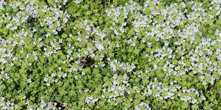 Thymus serphyllum Snowdrift