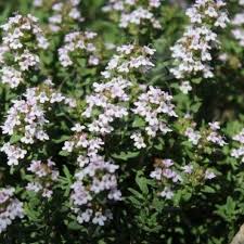 Thymus upright Faustini