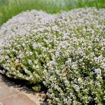 Thymus vulgaris 'Orange Balsam' (Kerti kakukkfű)
