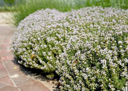 Thymus vulgaris 'Orange Balsam' (Kerti kakukkfű)