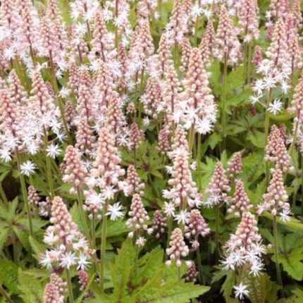 Tiarella  'Pink Skyrocket' (Turbántok) /zöld lomb