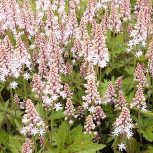 Tiarella  'Pink Skyrocket' (Turbántok) /zöld lomb