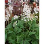 Tiarella  'Running Tiger' (Turbántok) /zöld lomb