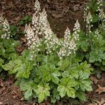 Tiarella cordifolia (Szívlevelű turbántok)