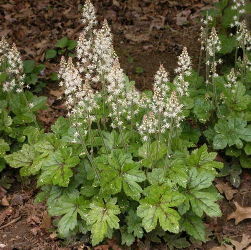 Tiarella cordifolia (Szívlevelű turbántok)