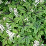 Tiarella laciniata 'Arpeggio' (Turbántok) /szeldelt lomb/