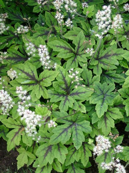 Tiarella laciniata 'Arpeggio' (Turbántok) /szeldelt lomb/