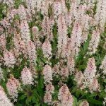 Tiarella wherryi 'White' (Karéjos turbántok)