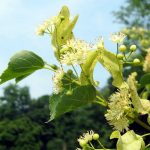 Tilia cordata - Kislevelű hárs