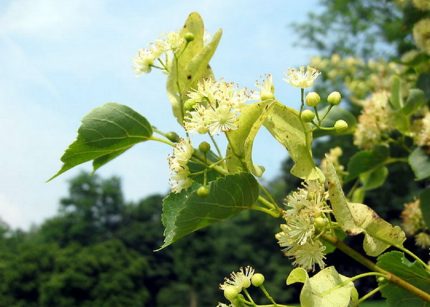 Tilia cordata - Kislevelű hárs