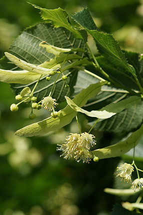 Tilia platyphyllos - Nagylevelű hárs