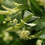 Tilia platyphyllos - Nagylevelű hárs