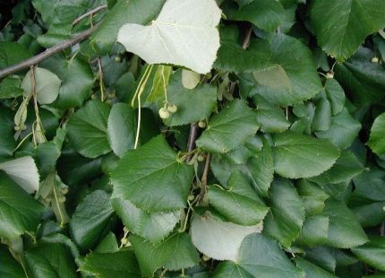 Tilia tomentosa - Ezüsthárs