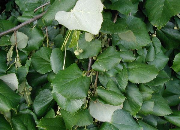 Tilia_tomentosa_-_Ezusthars Tilia tomentosa - Ezüsthárs
