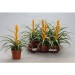 Tillandsia CAPITATA MAYA GOLD
