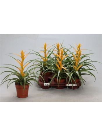 Tillandsia CAPITATA MAYA GOLD