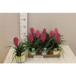 Tillandsia CYANEA ANITA KASPÓS