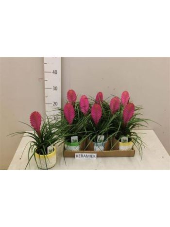 Tillandsia CYANEA ANITA KASPÓS