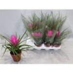 Tillandsia CYANEA JOSEE