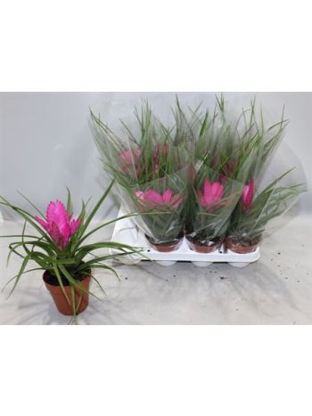 Tillandsia CYANEA JOSEE