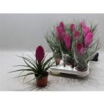 Tillandsia CY VINCENT