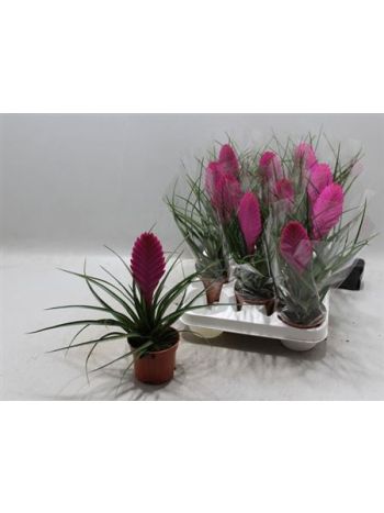 Tillandsia CY VINCENT
