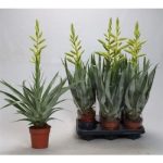 Tillandsia OERSTEDIANA