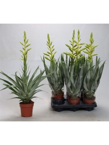 Tillandsia OERSTEDIANA