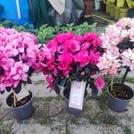 Törzses Rhododendron – Törzses havasszépe