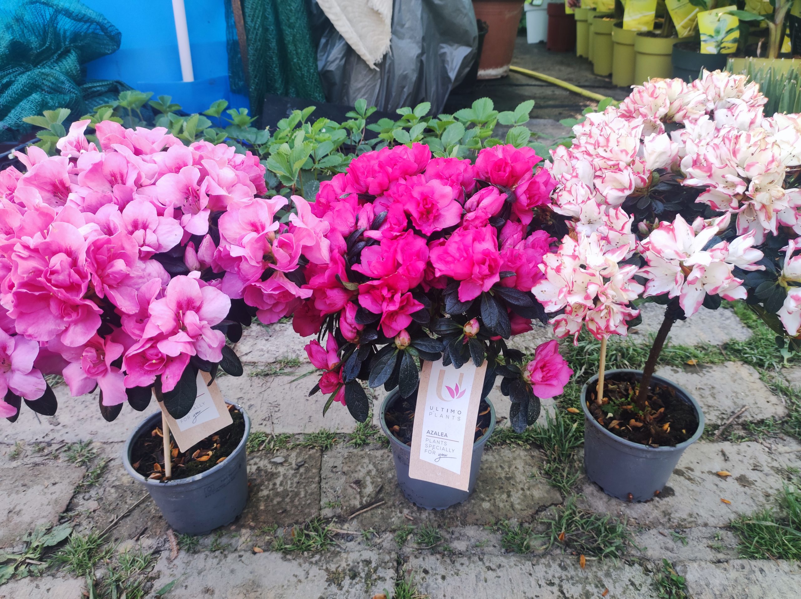 Torzses_Rhododendron_-_Torzses_havasszepe Törzses Rhododendron – Törzses havasszépe