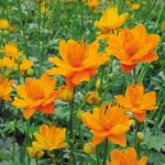 Trollius chinensis (Kínai zergeboglárka)