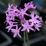 Tulbaghia violacea (Fokföldi csillagvirág)