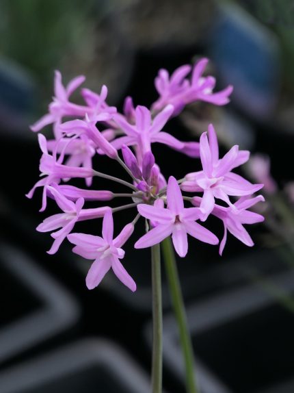 Tulbaghia violacea (Fokföldi csillagvirág)