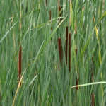 Typha angustifolia - keskenylevelű gyékény