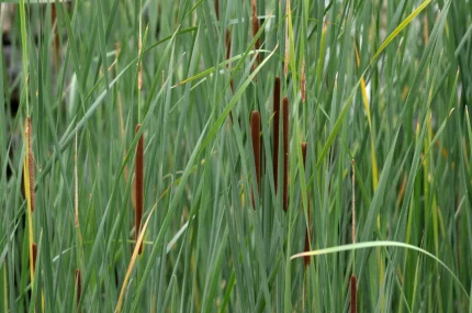 Typha angustifolia - keskenylevelű gyékény