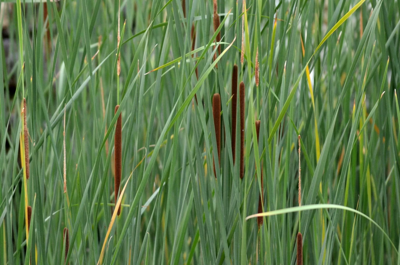 Typha_angustifolia_-_keskenylevelu_gyekeny Typha angustifolia - keskenylevelű gyékény