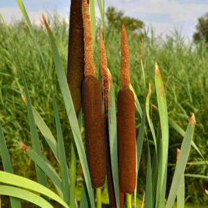 Typha latifolia – Széleslevelű gyékény kerti tavi növény