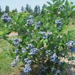 Vaccinium corymbosum 'Bluecrop' (Fürtös áfonya)