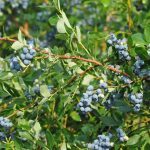 Vaccinium corymbosum 'Duke' (Fürtös áfonya)